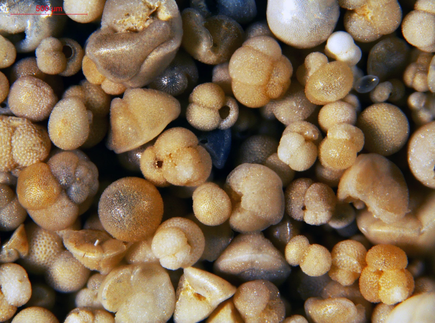 Image 1: This image shows deep-sea sediment including numerous fossil zooplankton (Foraminifera).
