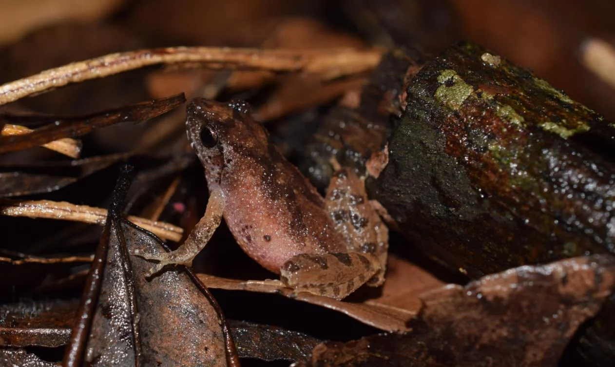 Romer’s tree frog