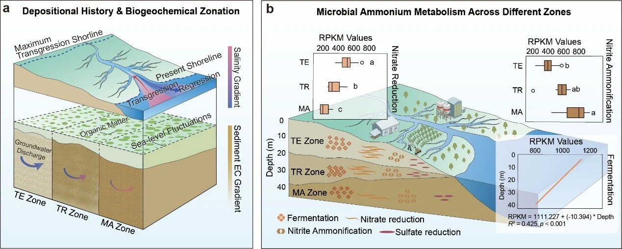 Figure 2: Conceptual model of historical depositional processes, biogeochemical zonation, and microbial ammonium metabolism. Image credit: Adapted from Lu et al., Nature Communications (2026).