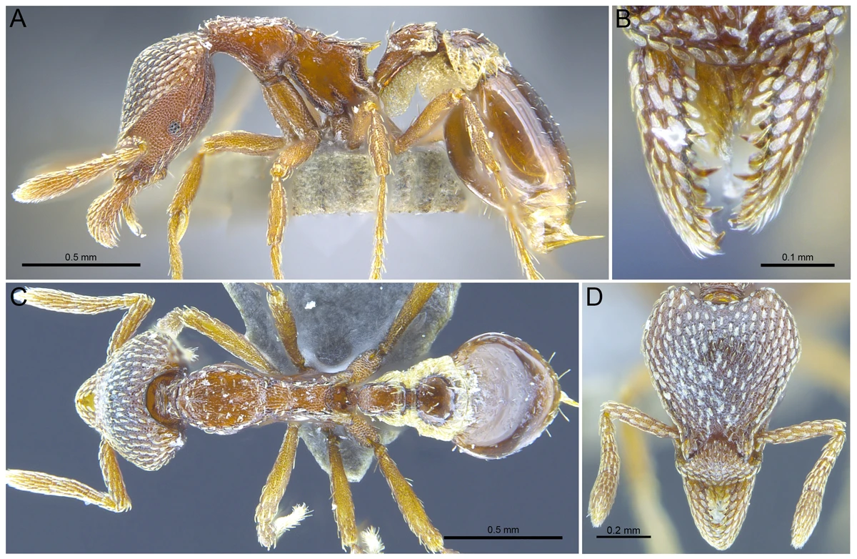 Profile (top left), mandibular (top right), dorsal (bottom left) and head (bottom right) views of Strumigenys nathistorisoc, one of the three new ant species described from Hong Kong for the first time.  (photo credit：The University of Hong Kong)