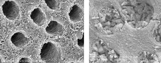 香港大學與安徽醫科大學牙科研究員發現青口特質能鞏固牙齒