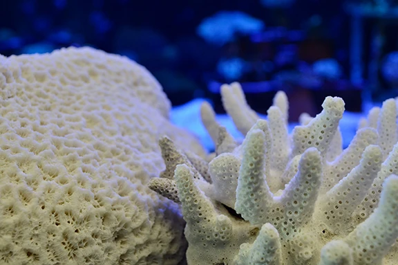 Was Hong Kong once a coral reef paradise?<br>
HKU researchers reveal the historic range and diversity of corals <br>
in the Greater Bay area for the last 5,000 years