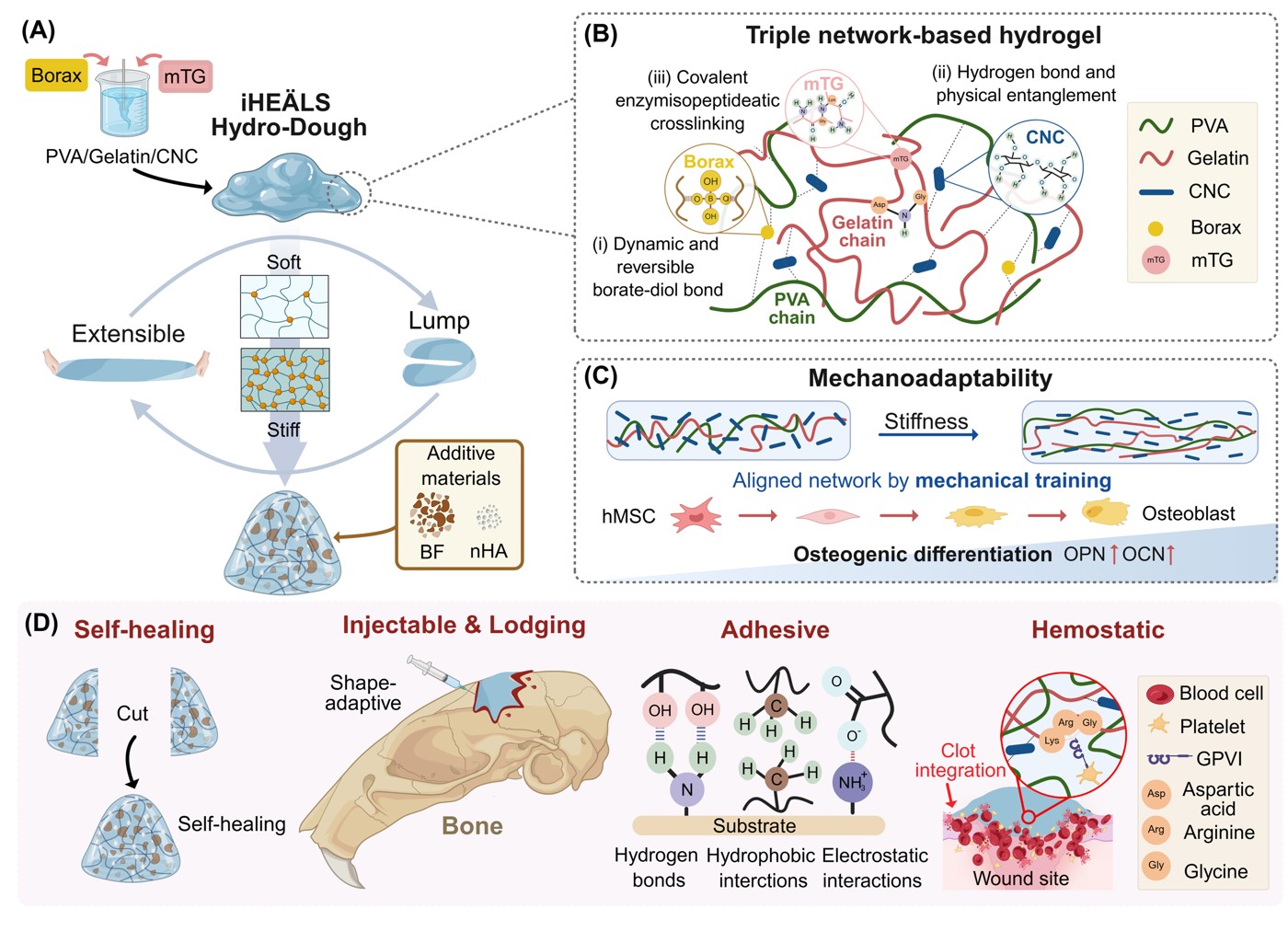 The study demonstrates the potential of the novel biomaterial, named iHEÄLS, as a versatile platform for complex craniomaxillofacial reconstruction.