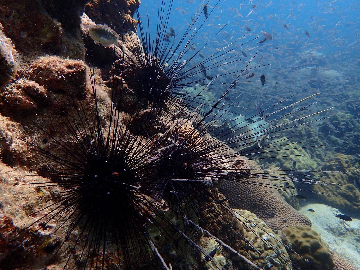 Image 3: Sea urchins are essential to maintain function of coral reefs but may not be able to perform their role under increasingly intense marine heatwaves. Photo: Dr Bayden Russell.