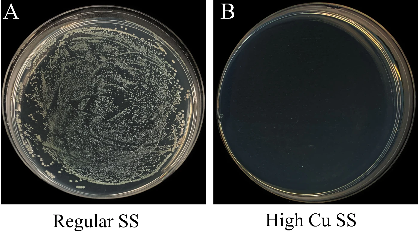 Figure 3. Photos of typical bacterial colonies on A) regular SS and B) the high Cu SS (20 wt%)