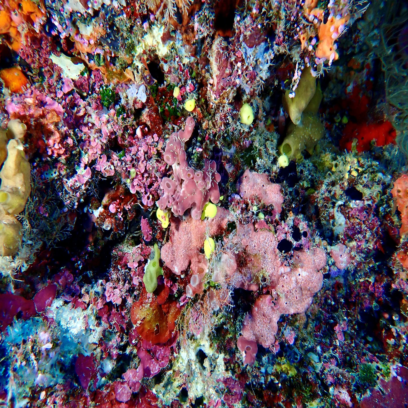 Stunning coral formations captured in the waters of the Coral Triangle, Sabah, Malaysia. (Photo credit: David M. Baker)