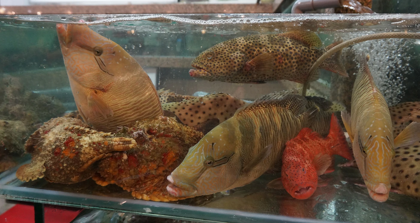 New study sheds light on the the dark side of Hong Kong’s most lucrative seafood trade