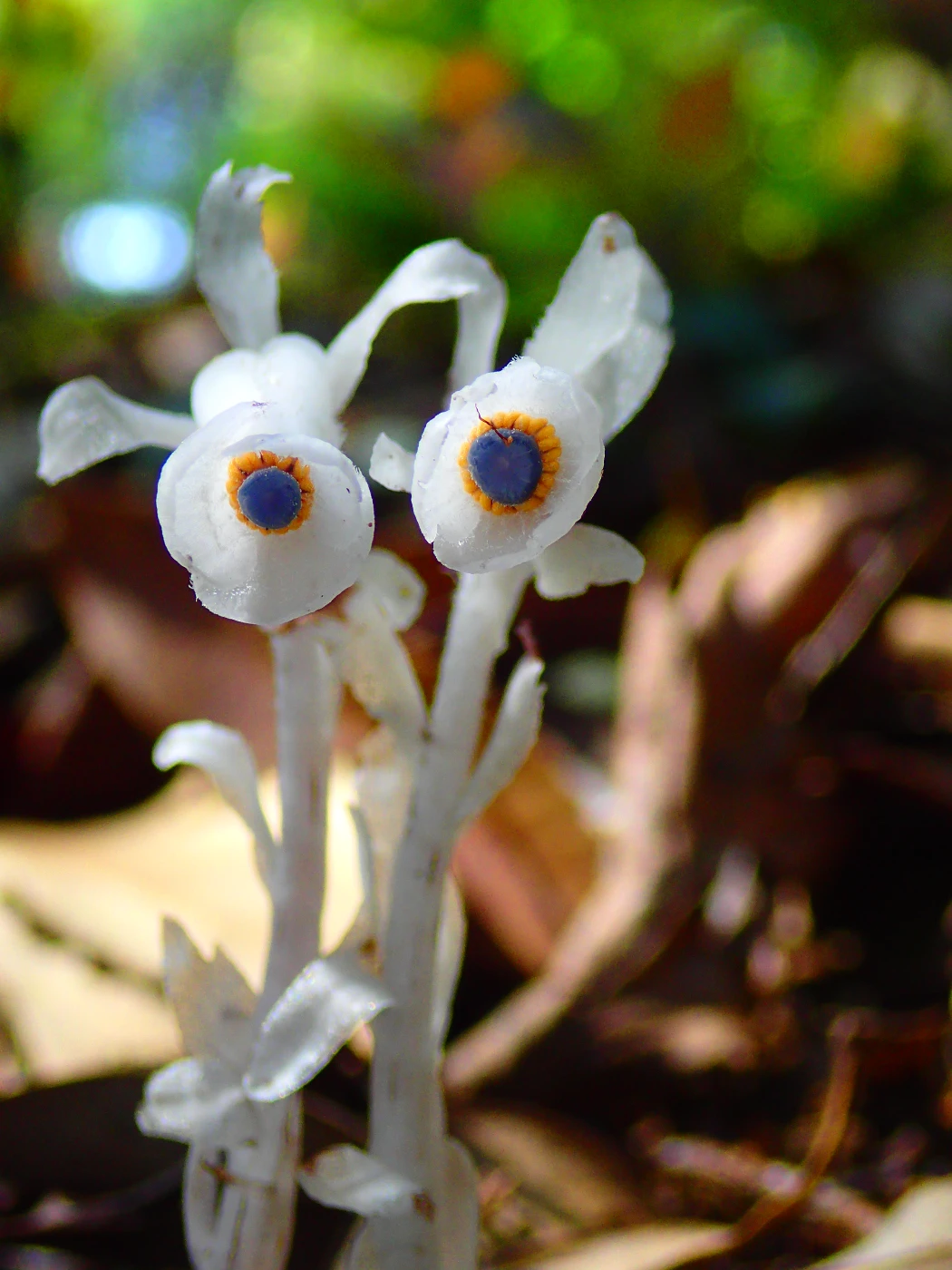 HKU-led Review Highlights Hidden Seed Dispersers in Forest Regeneration