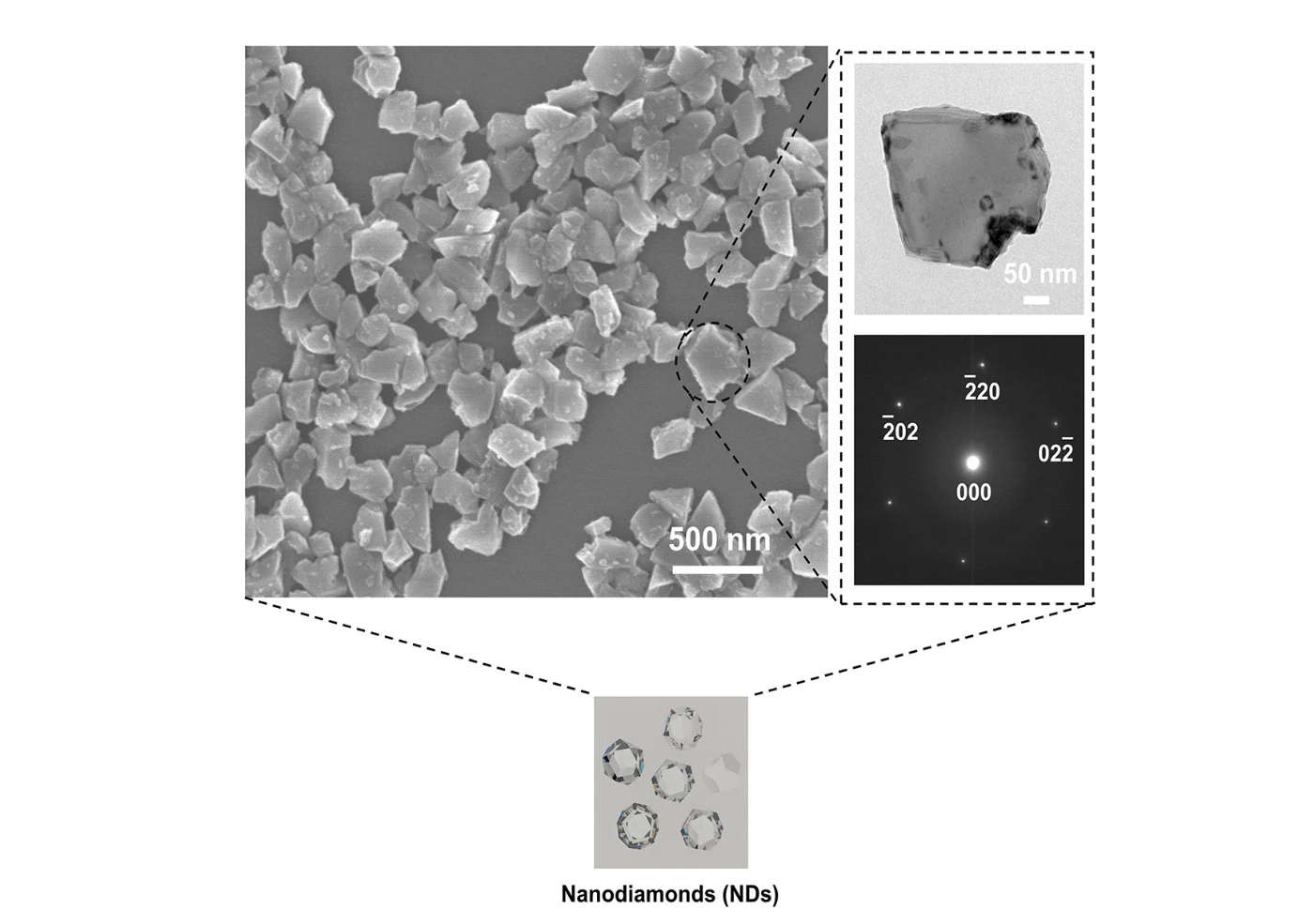 HKU Engineering and Dentistry collaborative study reveals <br>
Nanodiamonds to be an effective agent in tackling oral infections