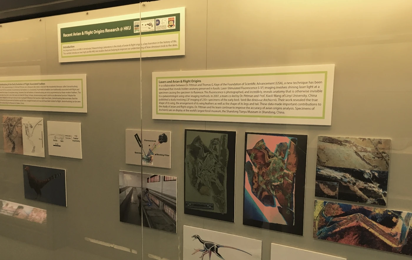 HKU hosts International Symposium on the Origins of Birds and Flight and presents related display in the Stephen Hui Geological Museum