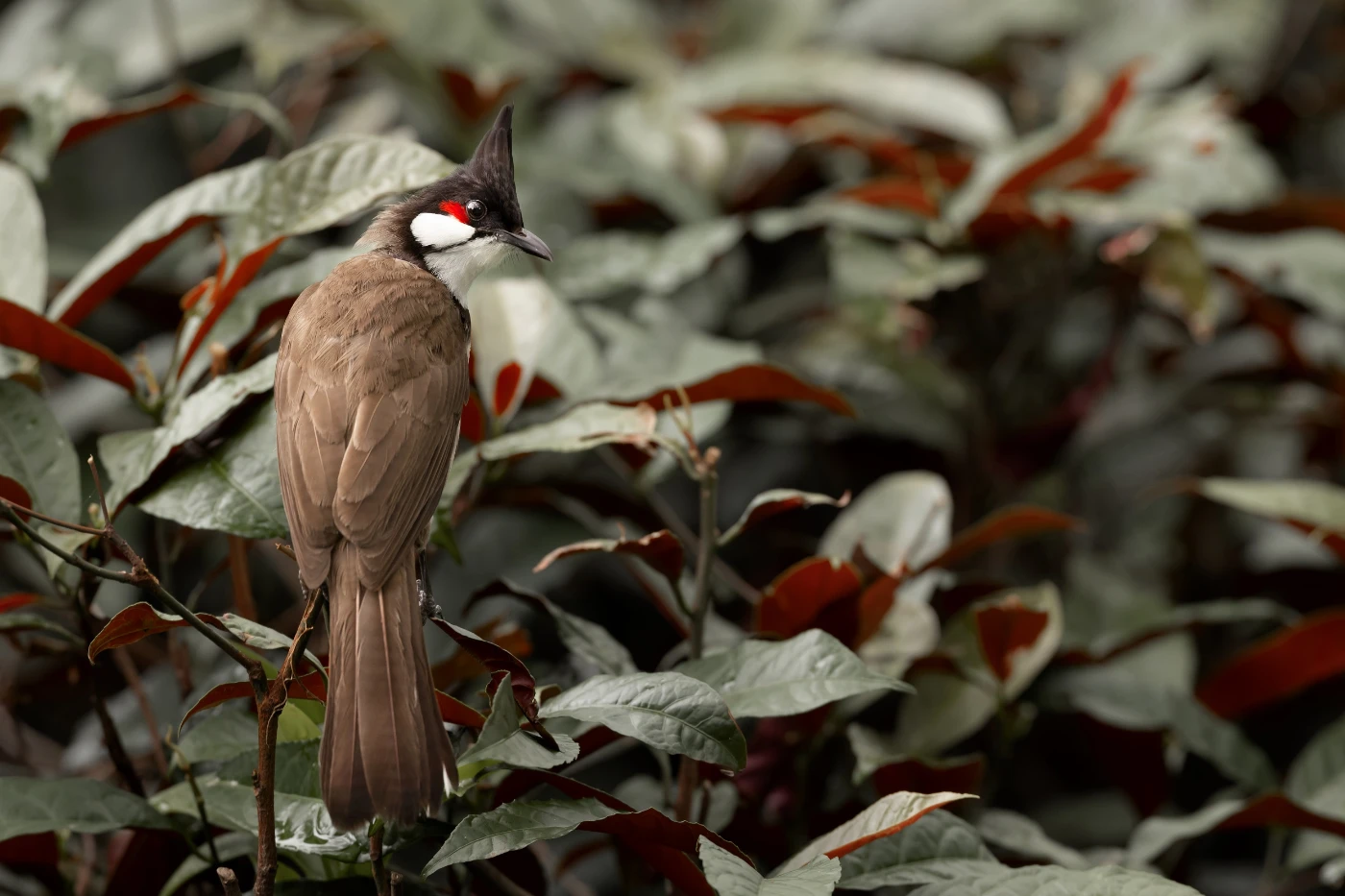 From Flat Screen to Nature via Birding: HKU ecologist and Hong Kong Bird Watching Society jointly develop "HKBirds: Birds of Hong Kong" birding app