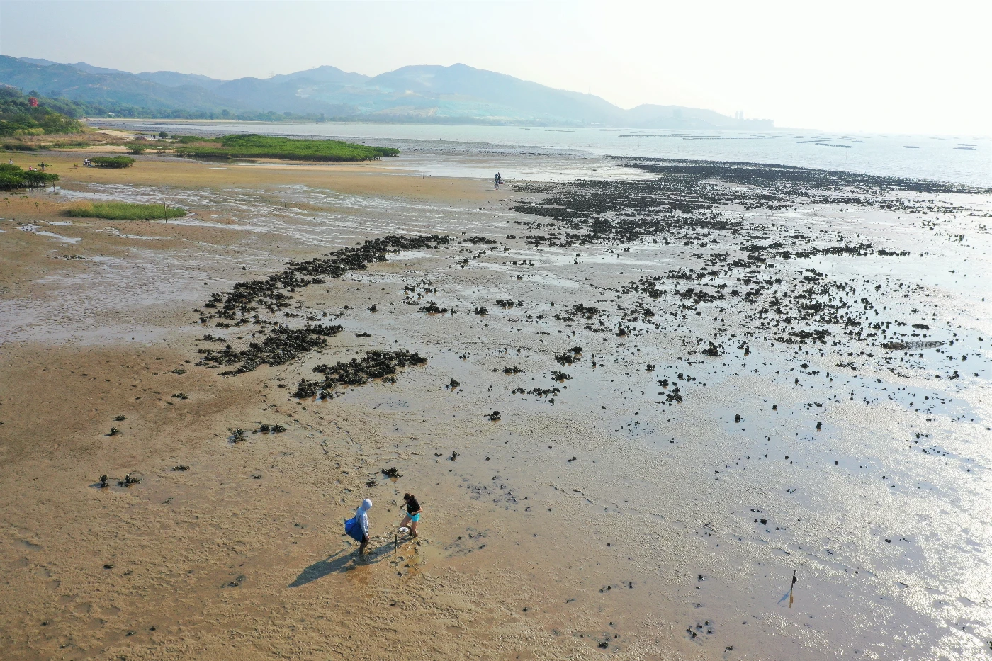 Global assessment by HKU Marine Scientists found that<br>
Oyster reef restoration rapidly increases marine biodiversity<br>
but increased restoration effort is needed to eliminate historical damage