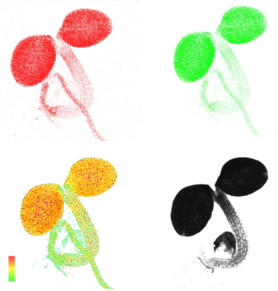 An HKU-led team of international plant scientists <br>
reveal how chloroplasts maintain energy efficiency