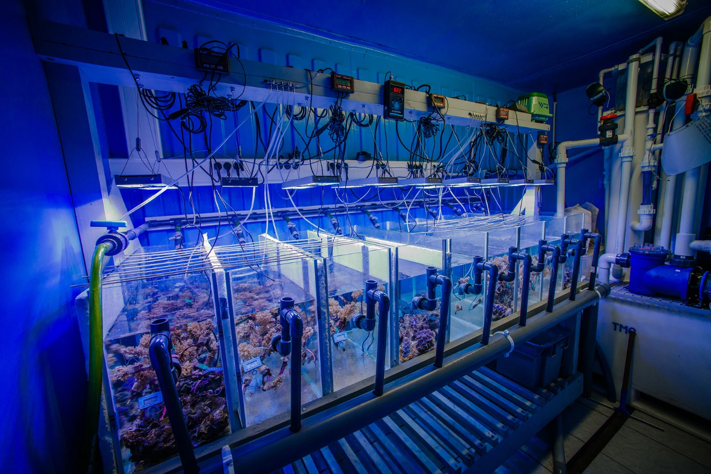 海洋生物學家發現長硨磲蛤健康<br>
或受基因及底棲生物群物種影響