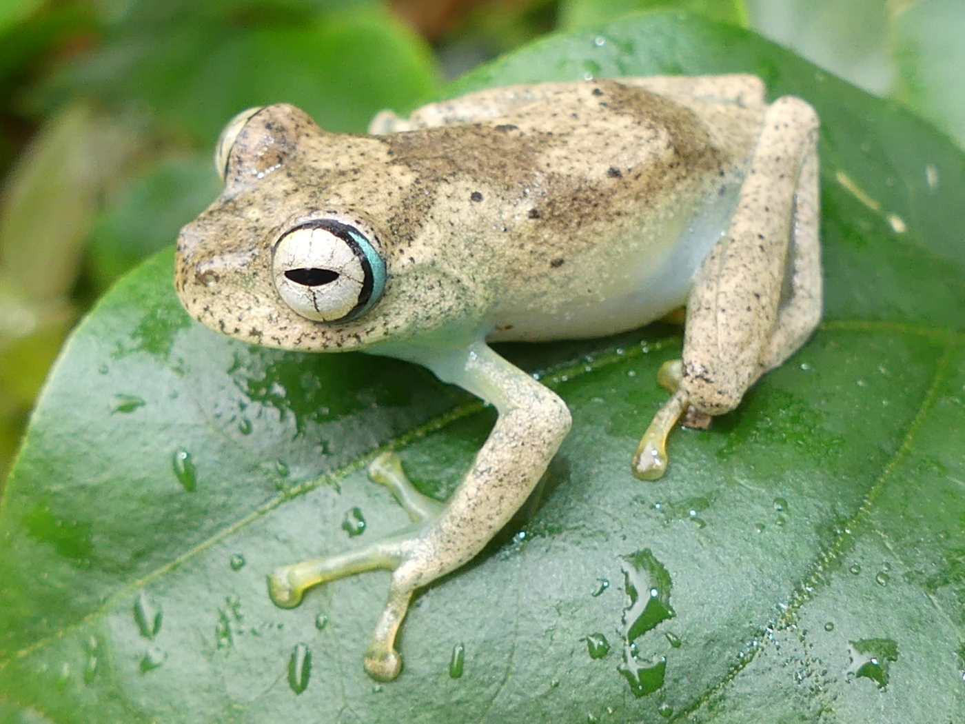 Who Gets the Lion’s Share?<br>
HKU Ecologists Highlight Disparities in Global Biodiversity Conservation Funding
