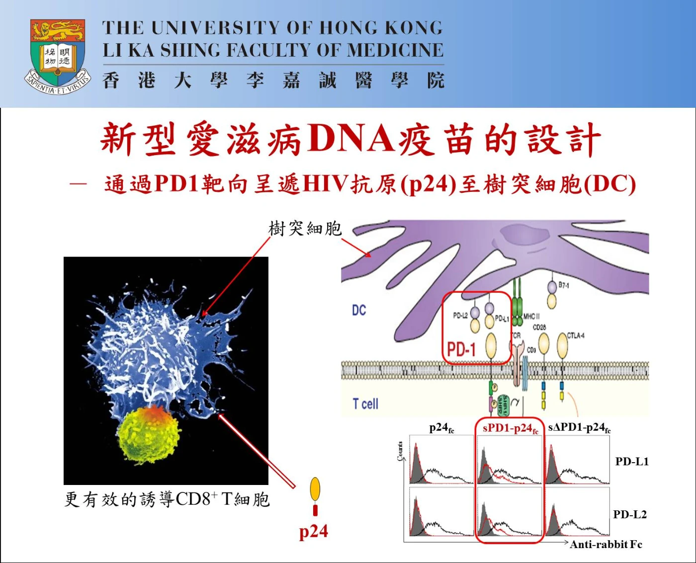 The graph illustrates the design of novel AIDS DNA vaccine.
