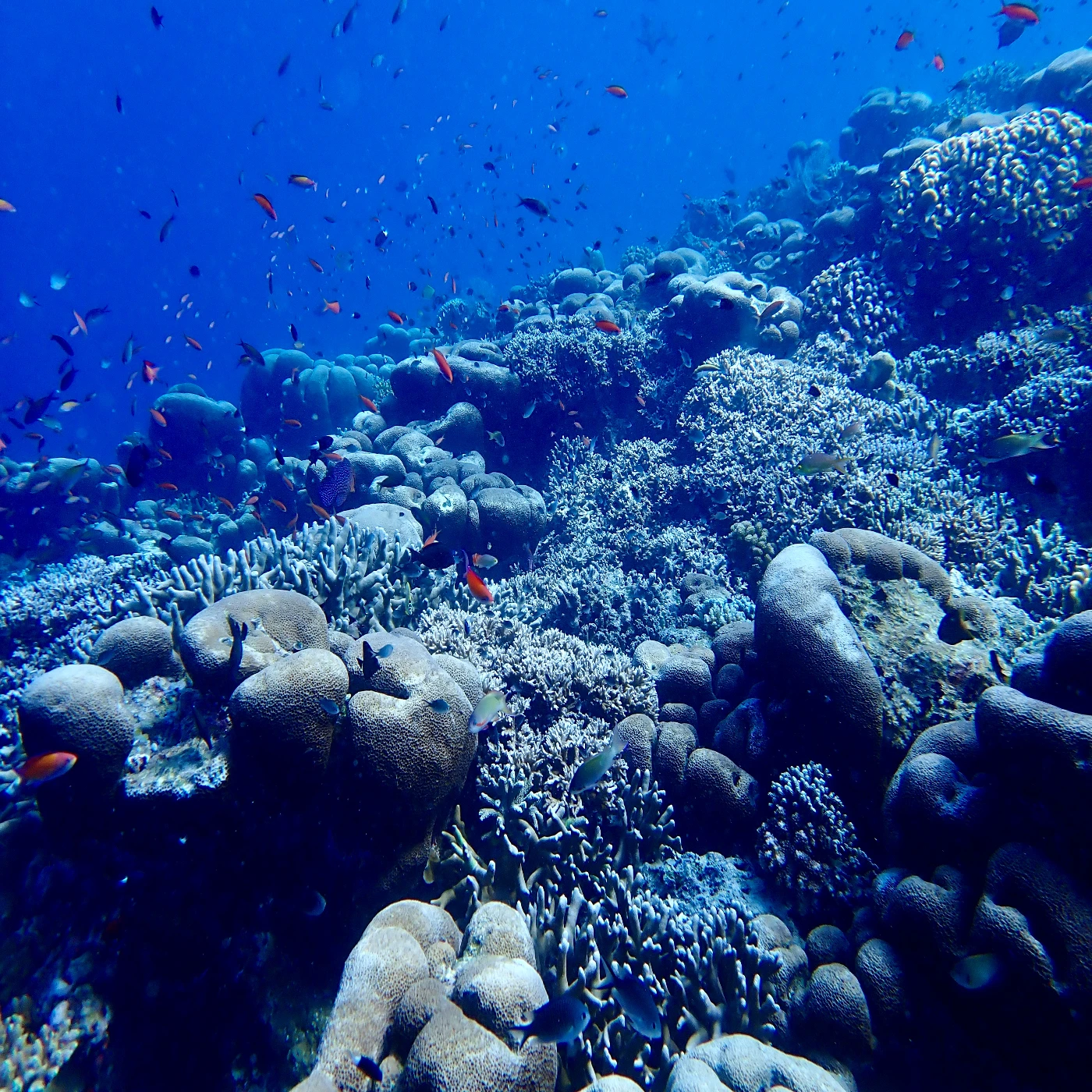 HKU Ecologists Reconstruct the History of Biodiversity in the Indo-Australian Archipelago and its Rise as a Hotspot