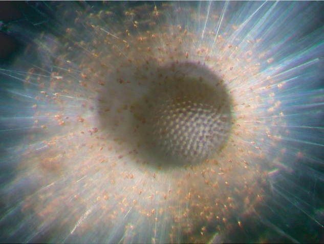 港大生態學家與國際研究團隊發現<br>
熱帶海洋生物多樣性正持續下降