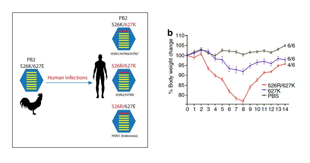 Replication adaptation of Avian influenza A virus in humans.