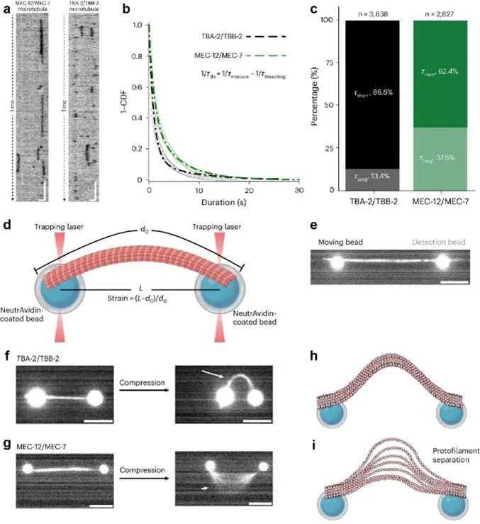 HKU scientists uncover force-induced inter-protofilament gaps can pave the way for life in microtubule research