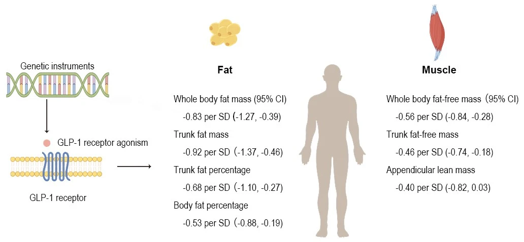 The research team provides genetic evidence that GLP-1 receptor agonists are associated with a reduction in both fat and muscle, and the relative reduction is greater in fat than in muscle.