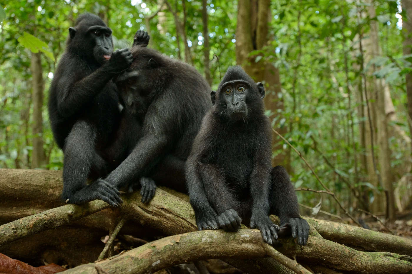 Celebes Crested Macaque, Critically Endangered. The species is native to Sulawesi and has been introduced to Bacan Island, both islands in Indonesia. (photo credit: Chien Lee)