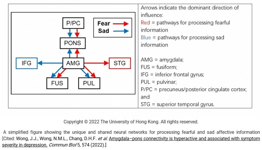 香港大學腦與認知科學國家重點實驗室<br>
揭示人類的腦橋(PONS)在處理悲傷信息時發揮重要作用