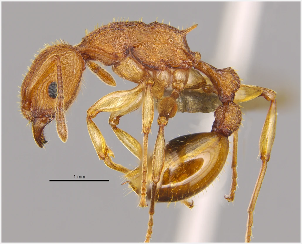 Image 3. Paratopula bauhinia (Golden Tree Ant), a species that was first described by Dr Benoit GUÉNARD’s team in Hong Kong in 2016. (Photo courtesy: Benoit GUÉNARD and Ying LUO)