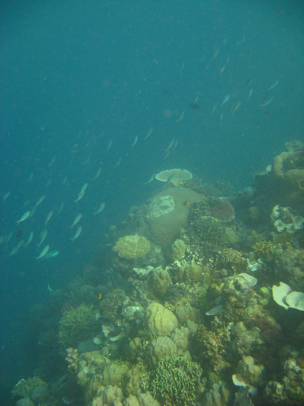 Ocean acidification study offers warnings for marine habitats<br>
Calcifying mussel beds and coral reefs particularly vulnerable