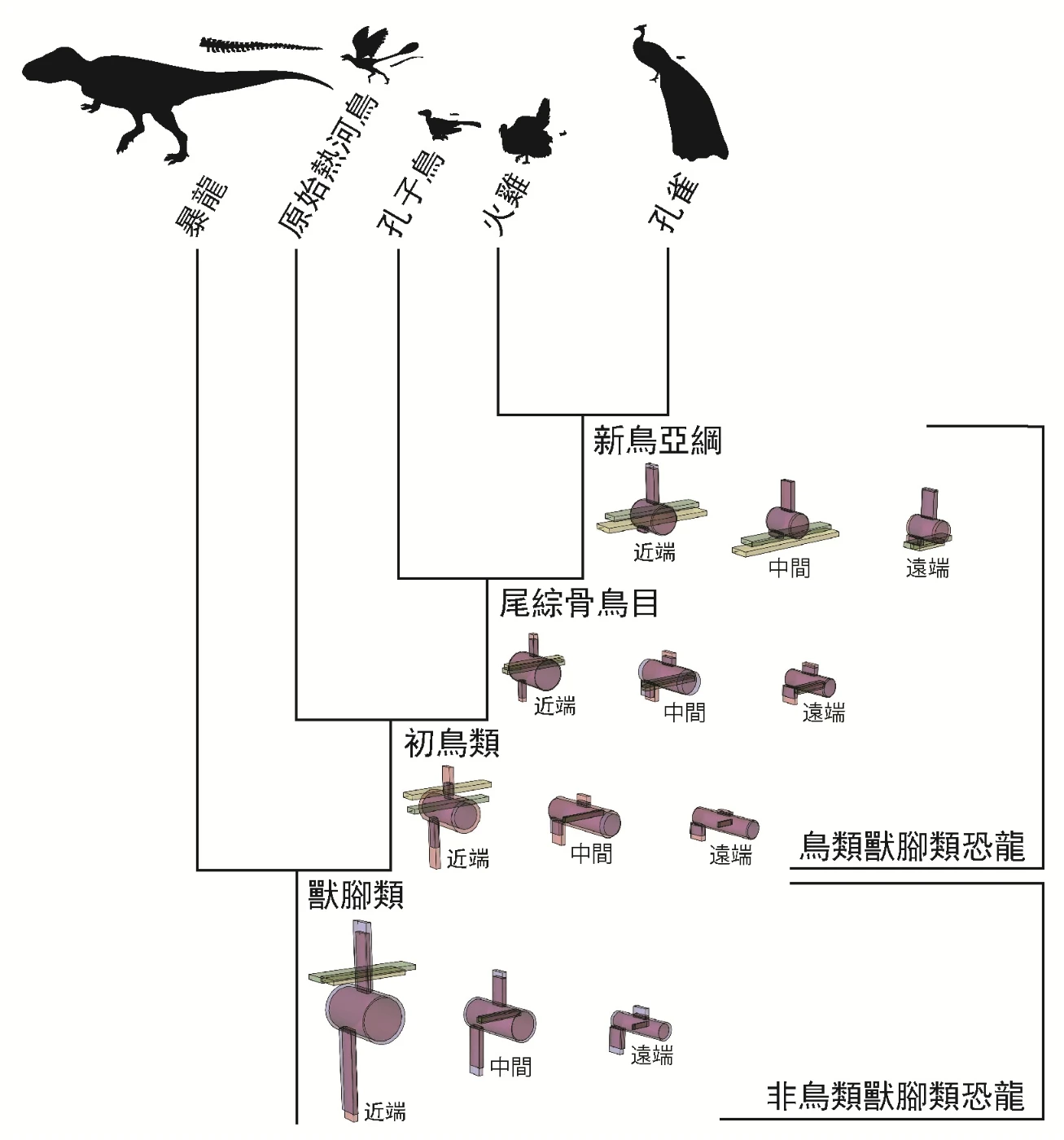 科學家揭示恐龍如何能擺動其尾羽