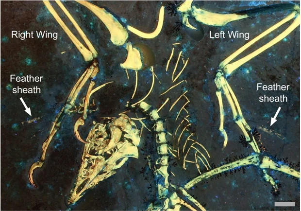 Archaeopteryx fossil provides insights into the origins of flight<br>
Research reveals earliest flight-related moulting strategy in 150-million-year ancient bird