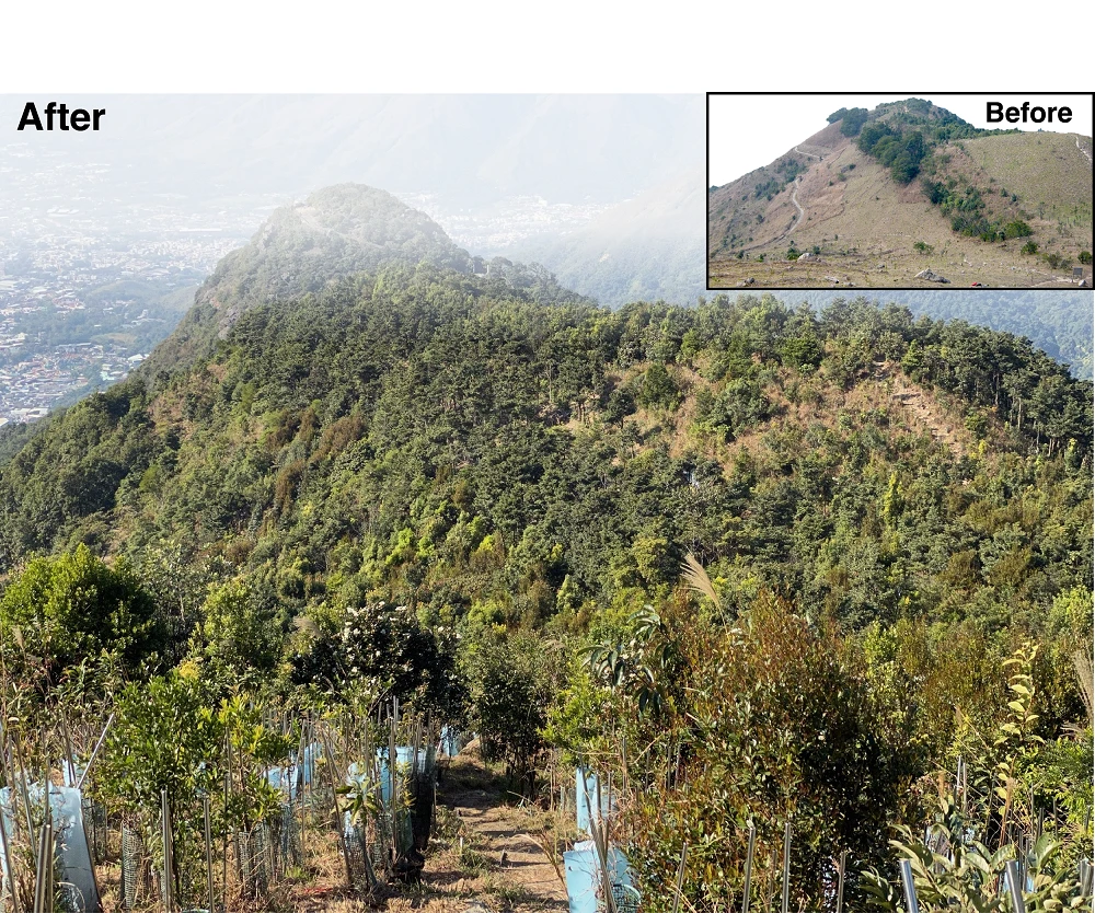 HKU Earth Scientists simulated the future: <br>
Restored forests in the tropics survive climate change <br>
Prioritisation and targeting is the key to success (English only)