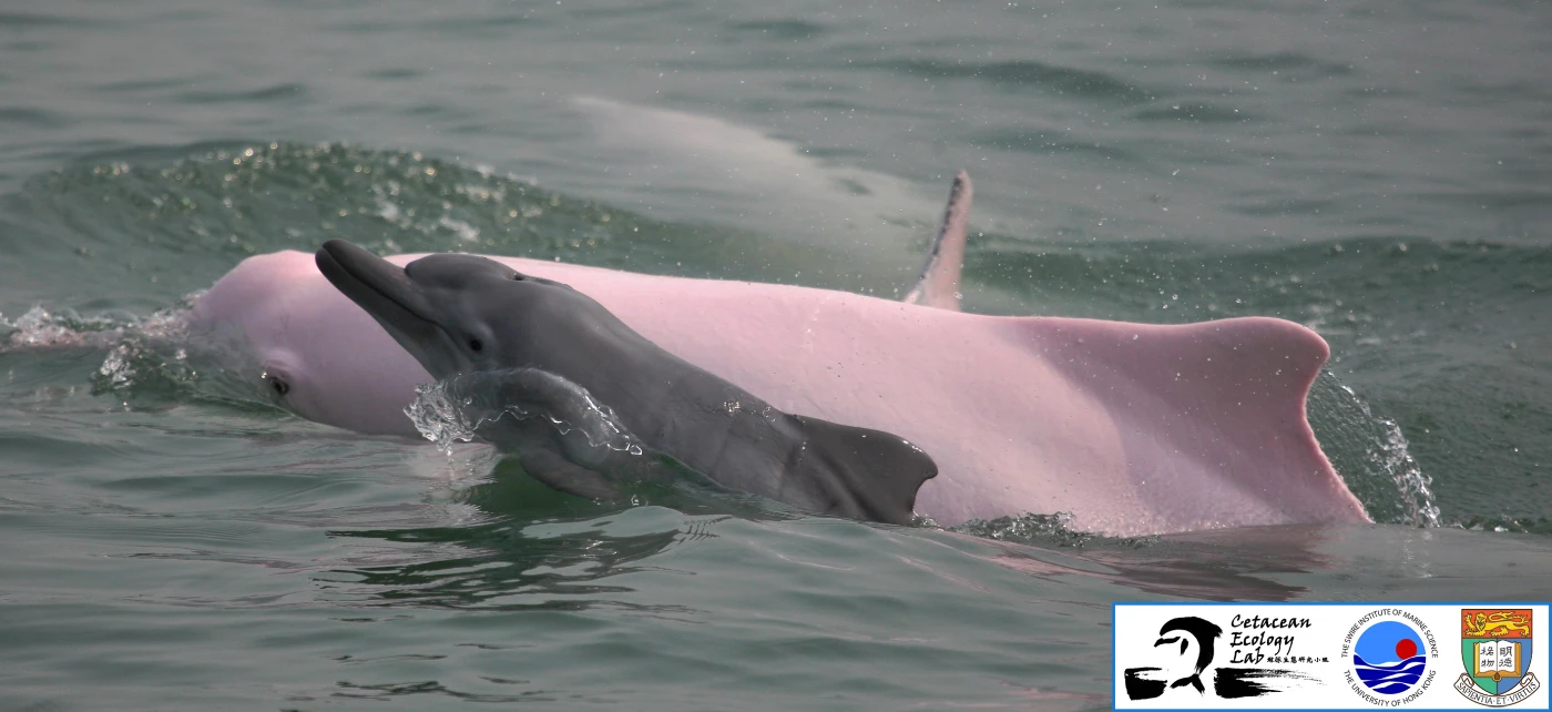 The “Hong Kong population” of Chinese white dolphins re-defined:   <br>
The latest HKU study clarifies how many dolphins there are in Hong Kong waters