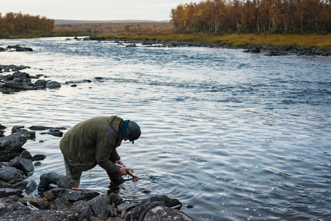 Indigenous Skolt Sámi knowledge holder Vladimir Feodoroff cleans a grayling on river Näätämö, in Finland. (Photo courtesy: Chris McNeave, 2017).