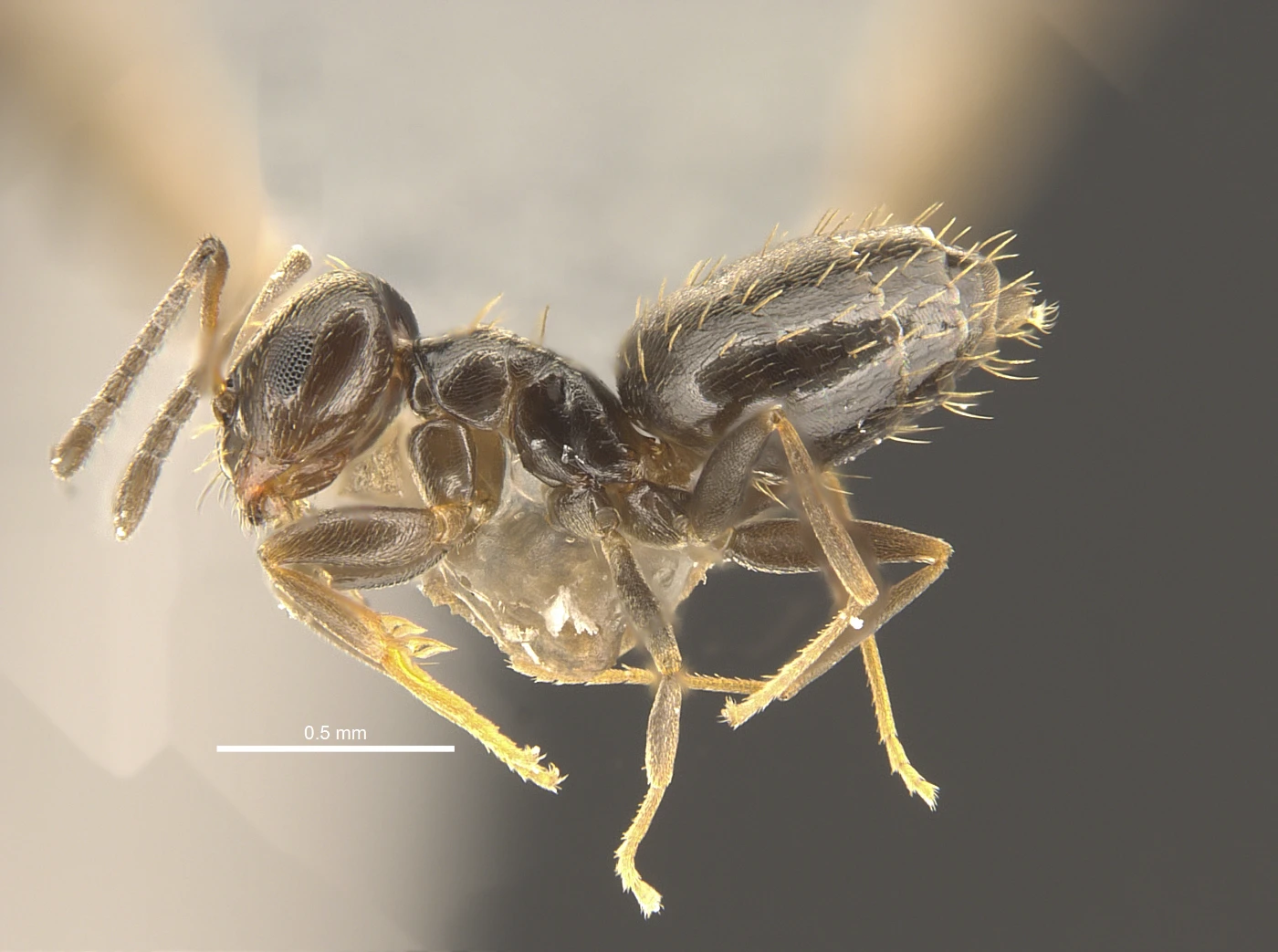 Thirteen new ant species discovered in Hong Kong