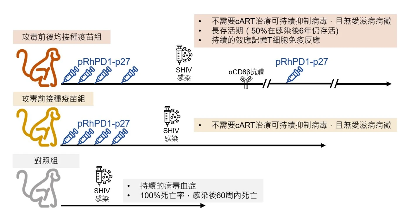 港大醫學院研究團隊發現，PD-1增強型DNA疫苗策略在不需要抗病毒藥物治療下，有效防治愛滋病及控制病毒超過六年。