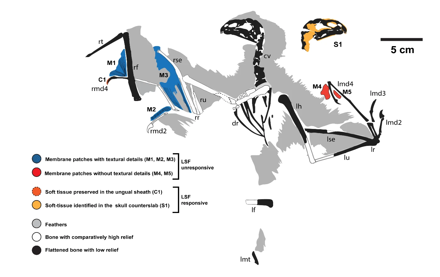 Figure 4. Map of the skeleton and preserved soft tissues of Yi qi. Laser-Stimulated Fluorescence (LSF) is a laser-based imaging technique co-developed at HKU that was used to collect the anatomical information for the study. Image credit: Dececchi et al. 2020.