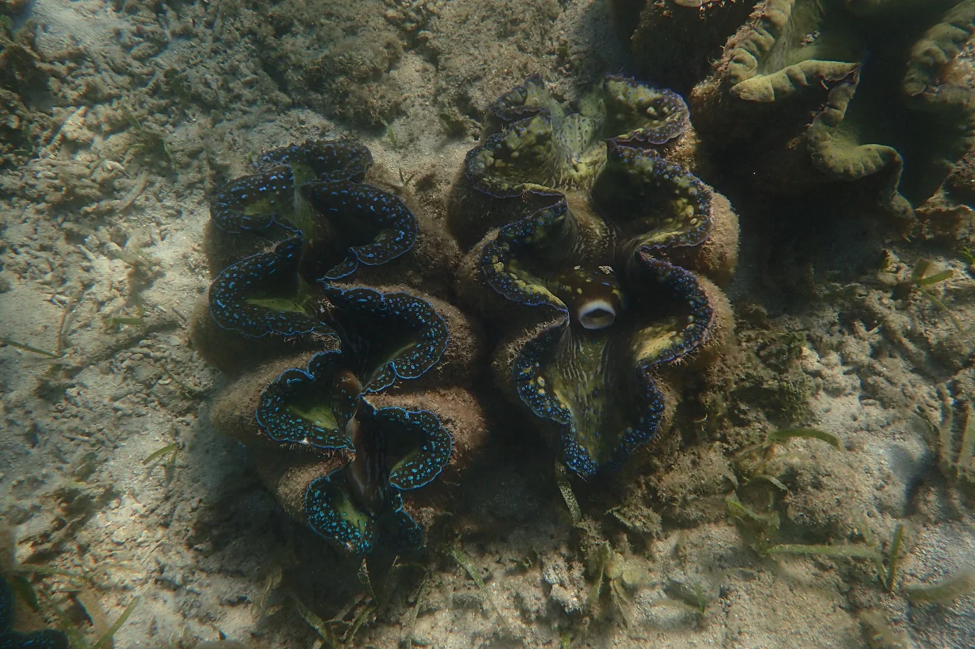 HKU Marine Scientists Reveal Giant Clam Feeding Strategy<br>
Could Determine Their Future Survival