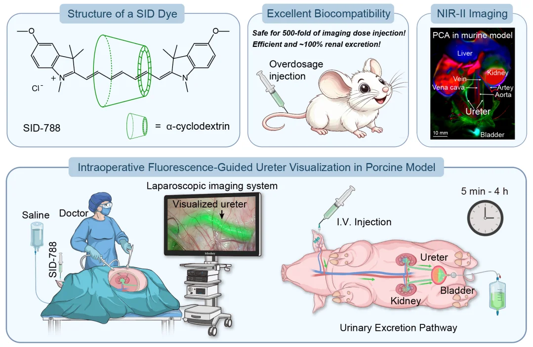 HKU MILES-Shenzhen Pioneers Novel Super-Inert Fluorescent Dye<br>
For Clearer Ureter Imaging during Surgical Navigation