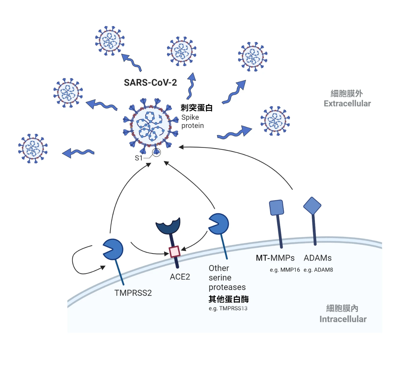 HKUMed Identifies Novel Host Protease Determinants <br>
for SARS-CoV-2 Infection