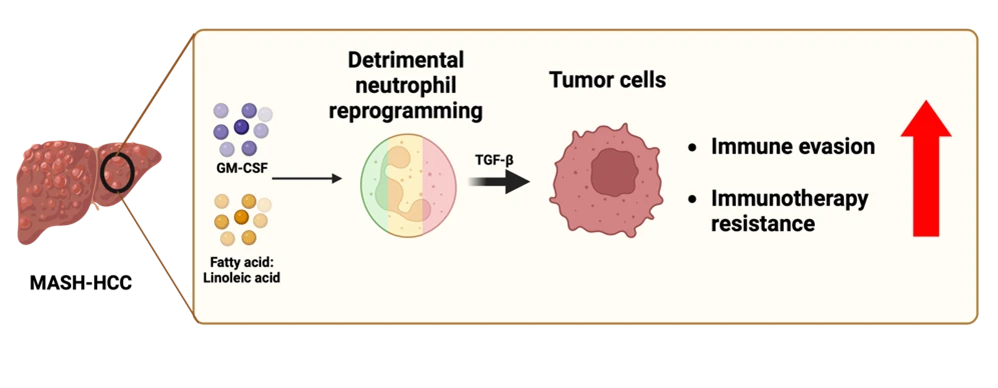 HKUMed reveals excess fat linked to liver cancer immunotherapy<br>
resistance: advocates healthier diets