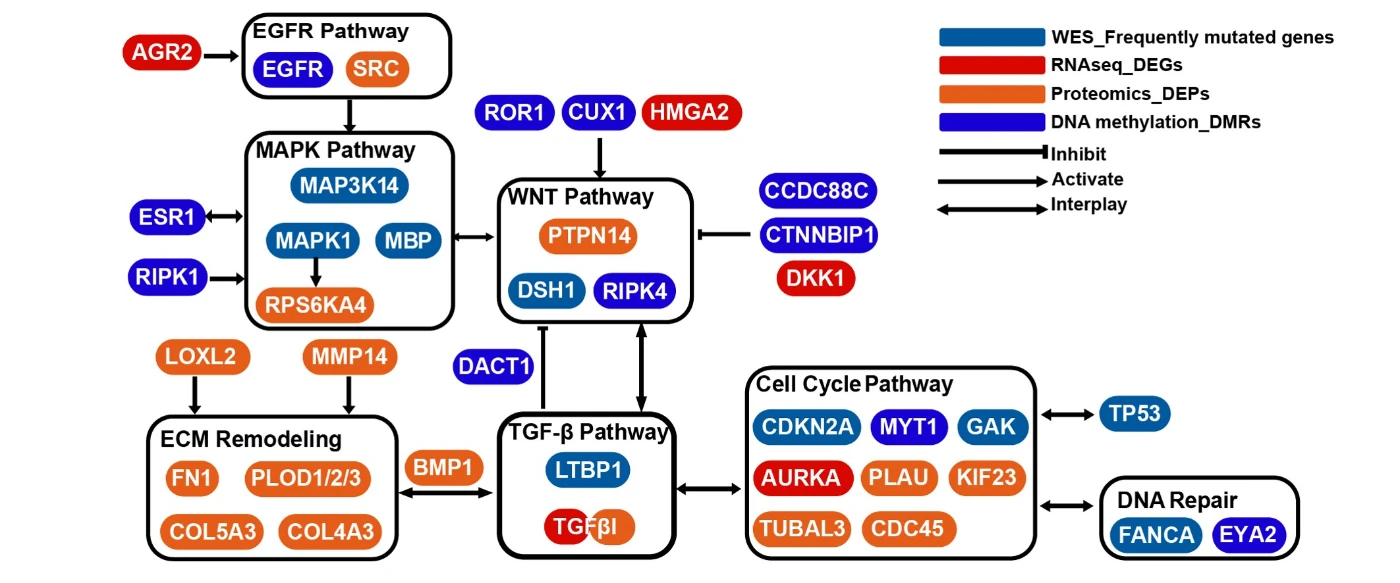 Molecular network of key alterations in each platform