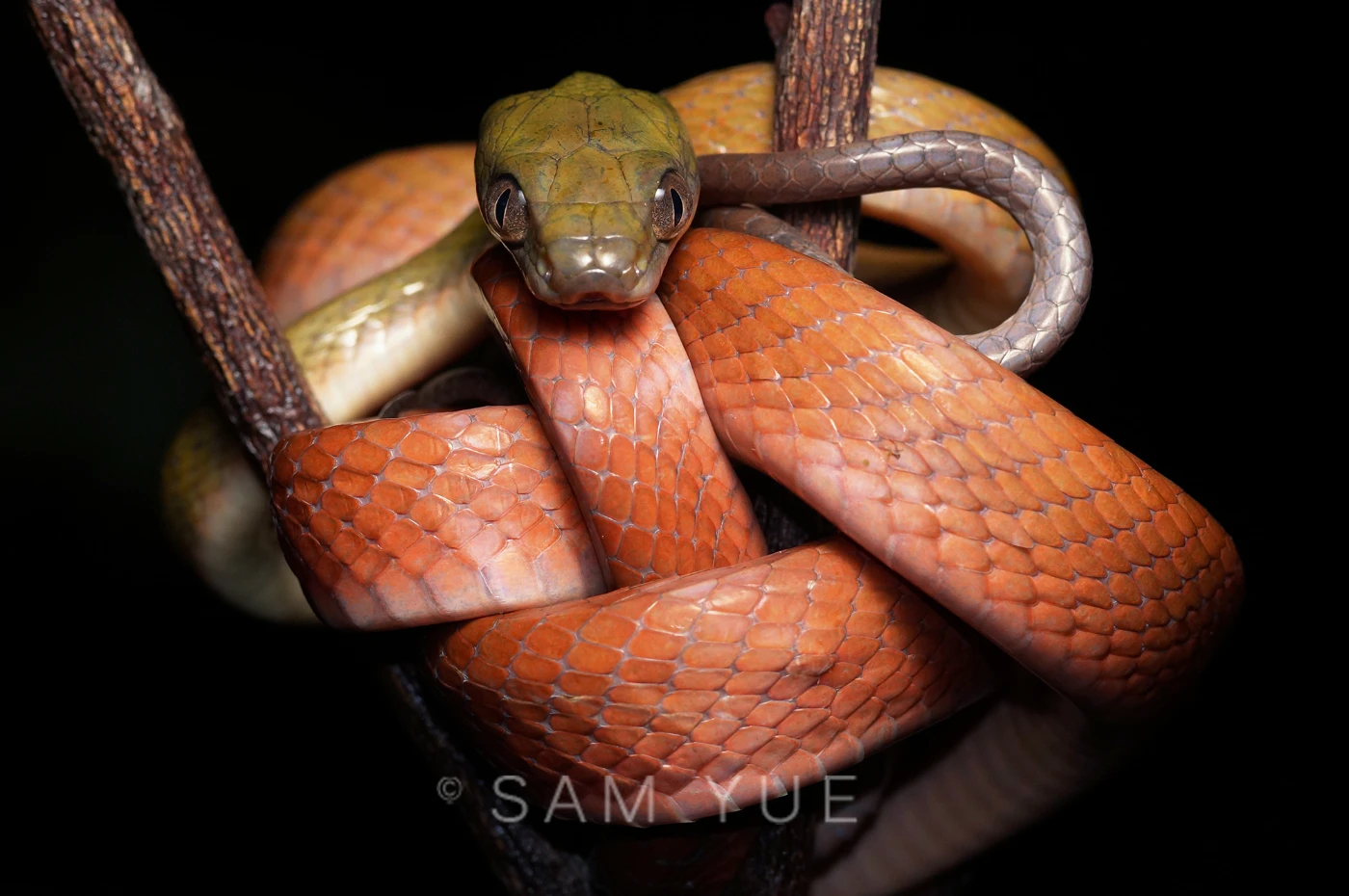 Dark headed cat snake, Sabah, Borneo