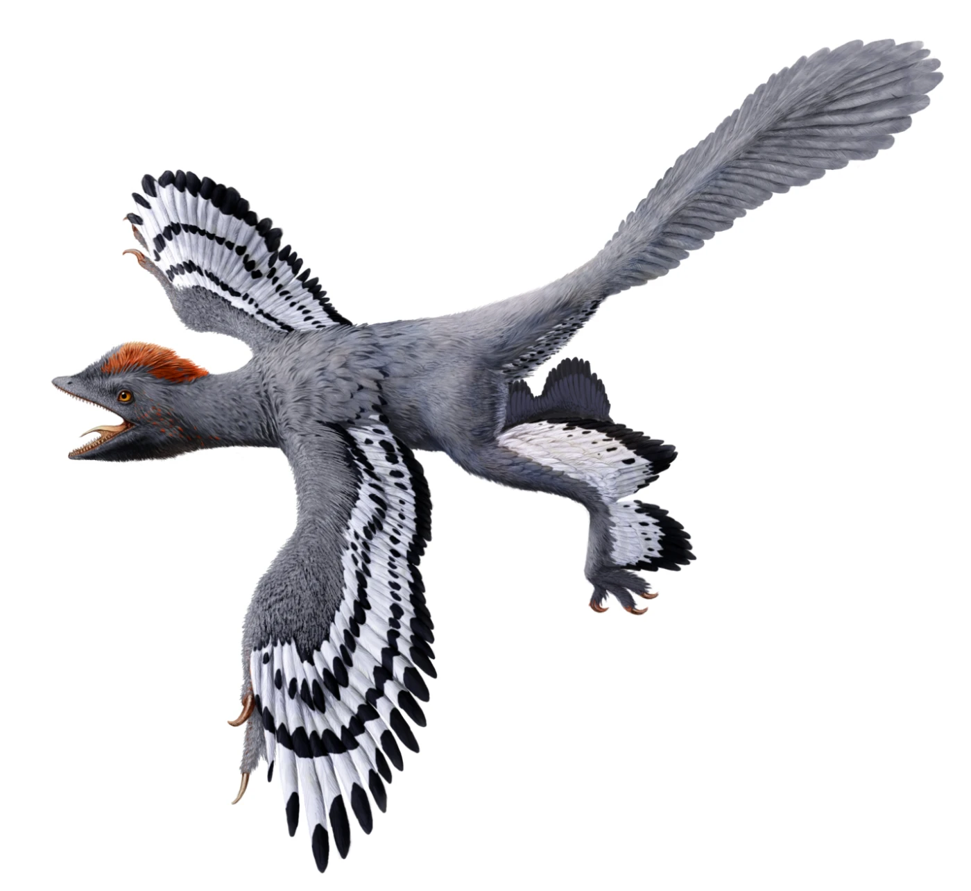 A life reconstruction of the Jurassic-aged bird-like dinosaur Anchiornis. 
     Credit: Julius T Csotonyi / Wang XL, Pittman M et al.