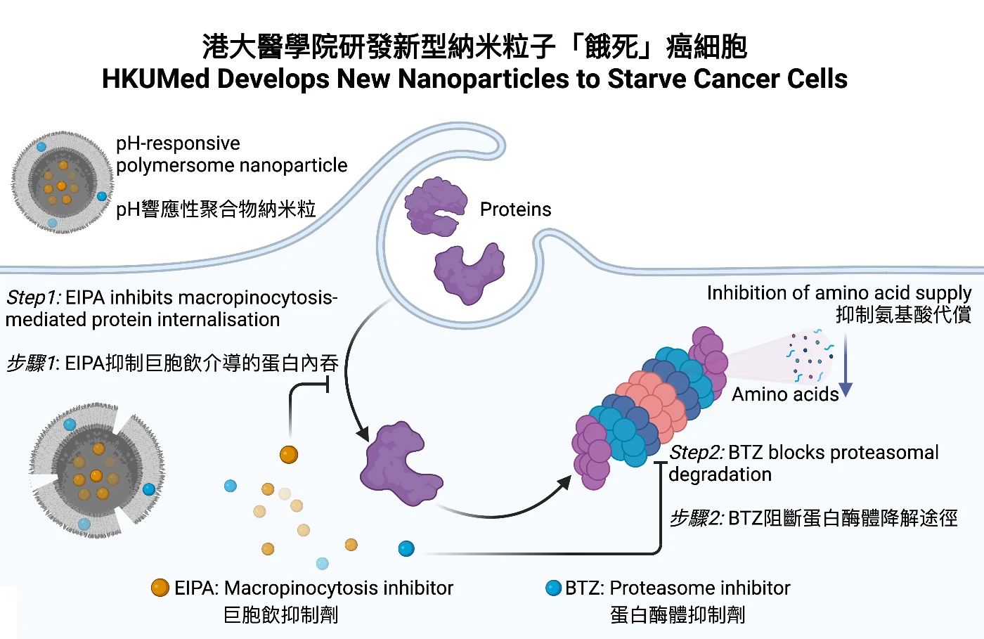The HKUMed researchers engineered pH-responsive polymeric nanoparticles that release drugs to block both protein uptake and degradation, effectively inducing cancer starvation.