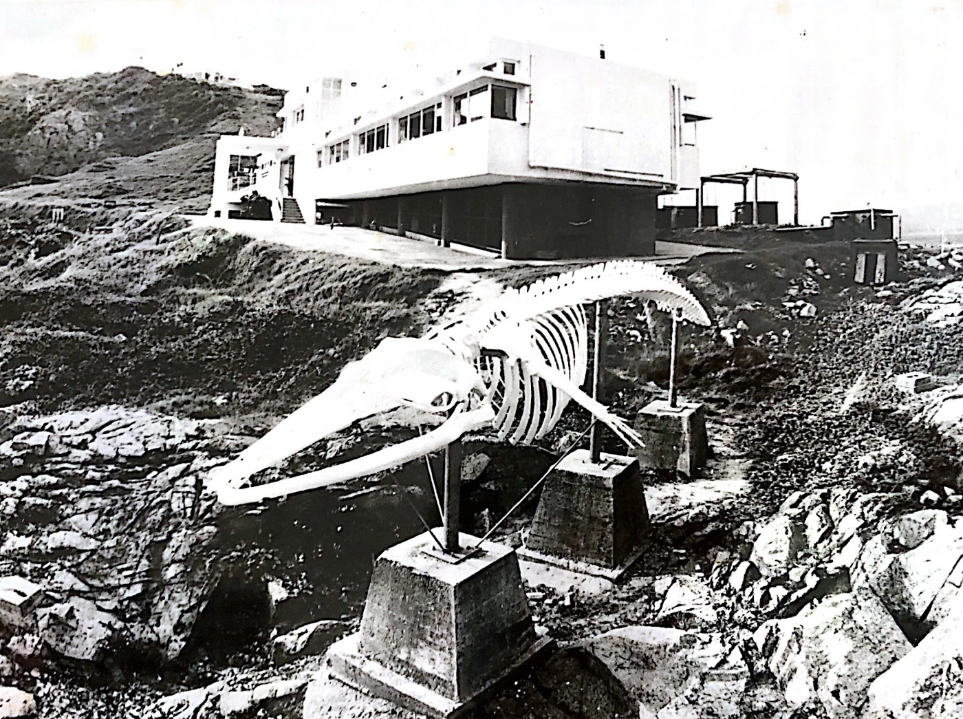 Image 14: SWIMS has been the whale’s steward since it first moved there in the 1990s.