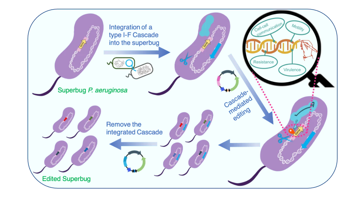港大開發可編輯超級細菌的CRISPR-Cas 基因編輯技術<br>
有望藉編輯病原菌治療耐藥菌所引起的感染