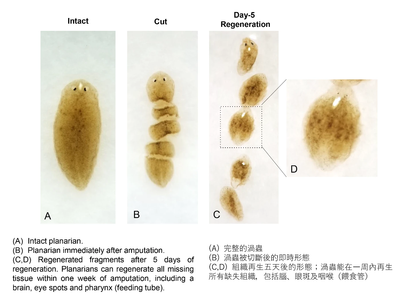 港大醫學院發現第四型膠原蛋白能調控渦蟲多功能幹細胞<br>
揭示人類組織再生潛能