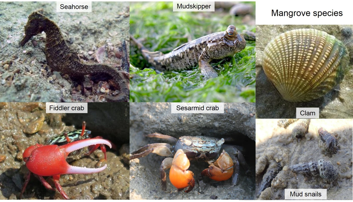 Figure 6 Different ecological habitats host different ranges of species (Photo credits: Dr Stefano Cannicci, Dr Calton Law, Dr Terence Ng and Dr Cynthia Yau)