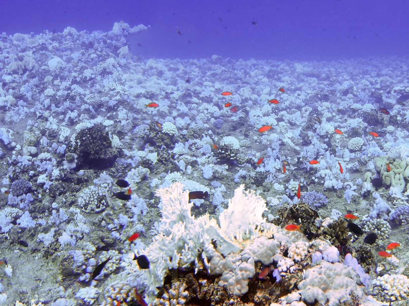 港大海洋生物學者研究發現<br>
氣候變化導致珊瑚白化死亡的成因